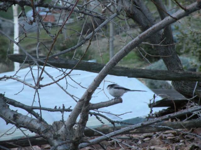 dalla finestra di casa...